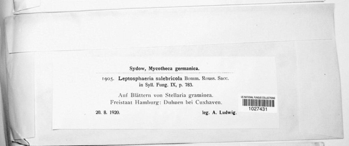 Leptosphaeria salebricola image